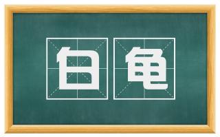 白龟