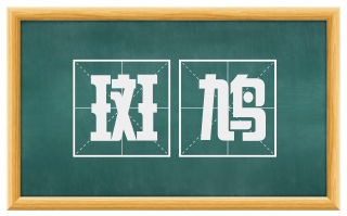斑鸠