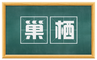 巢栖