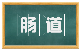 肠道