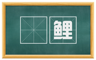 赪鲤