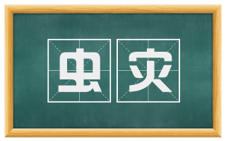 虫灾