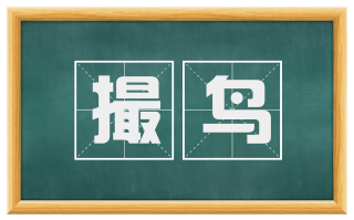 撮鸟