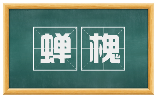 蝉槐