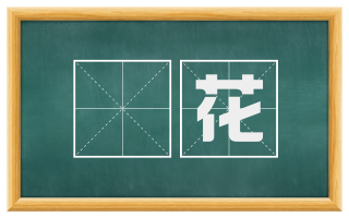 椗花