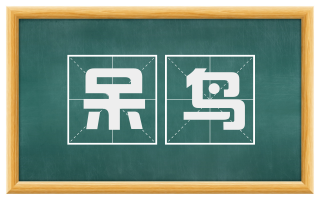 呆鸟
