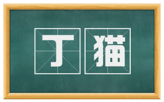 丁猫