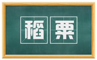 稻粟