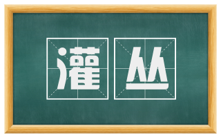 灌丛