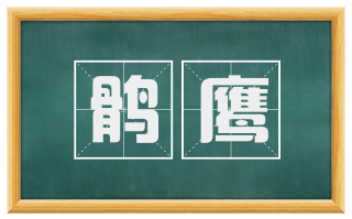 鹘鹰