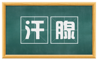 汗腺