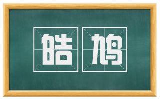 皓鸠