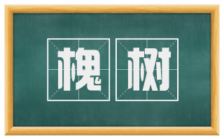 槐树