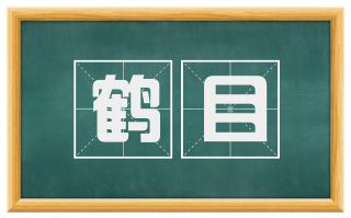鹤目
