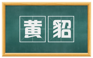 黄貂