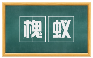 槐蚁