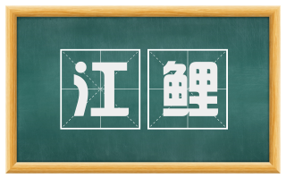 江鲤