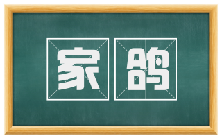 家鸽