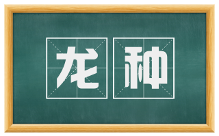 龙种
