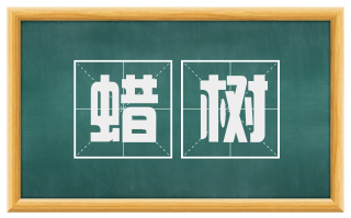 蜡树