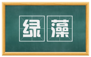 绿藻