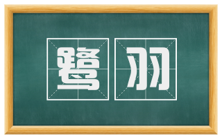 鹭羽