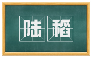 陆稻
