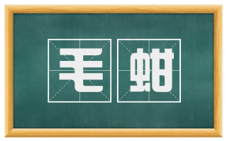 毛蚶