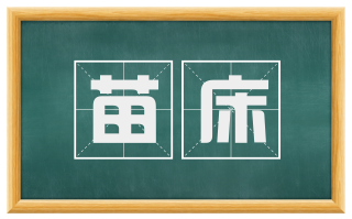 苗床