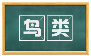 鸟类