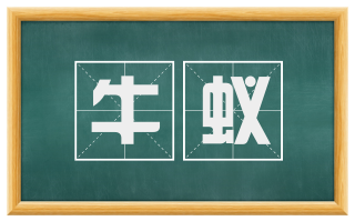 牛蚁