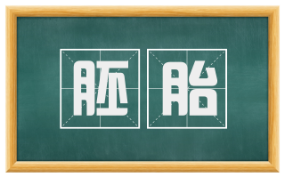 胚胎