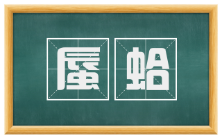 蜃蛤