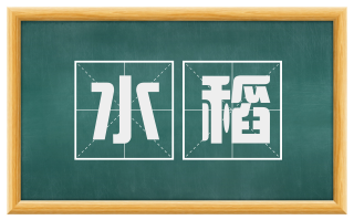 水稻