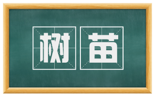 树苗
