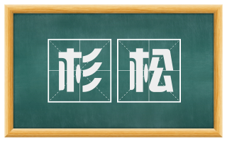 杉松