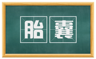 胎囊