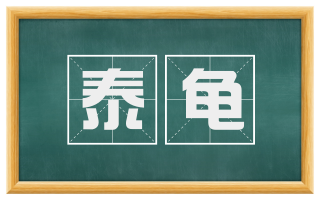 泰龟
