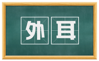 外耳