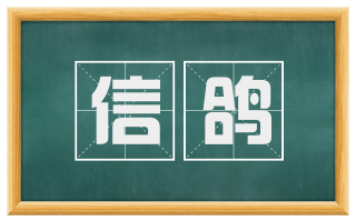 信鸽