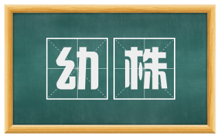 幼株