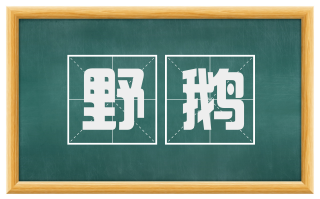 野鹅