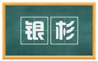 银杉