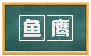 鱼鹰