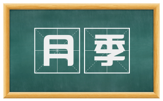 月季