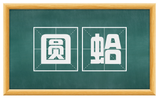 圆蛤