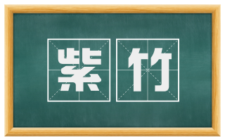 紫竹