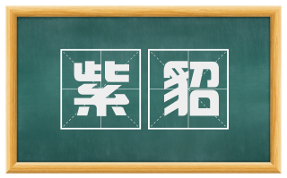 紫貂
