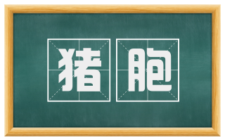 猪胞