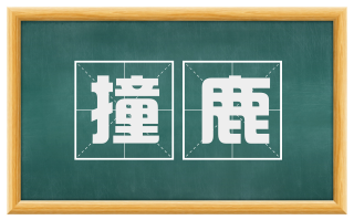 撞鹿